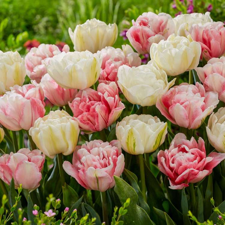 Tulpenmischung 'Foxtrot Heights'